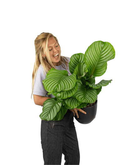 Plantenliefhebber