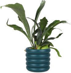 Maranta kerchoveana variegata (Pfeilwurz) kaufen