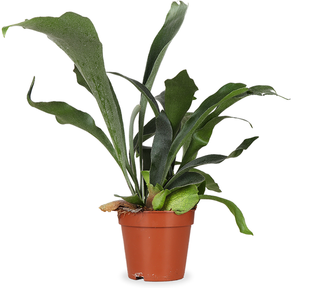 Platycerium (Geweihfarn) (S) | Nando