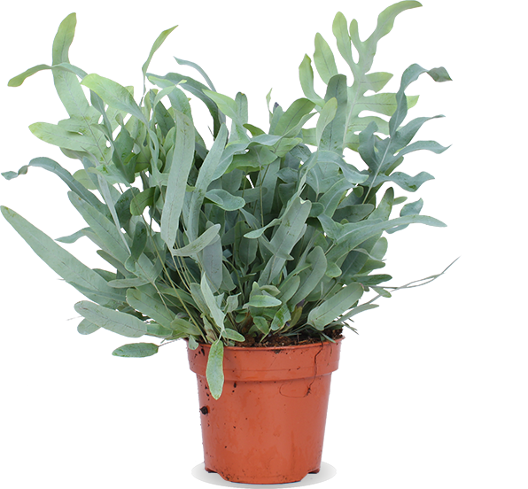 Phlebodium blue star (Goldtüpfel-Farn "Blue Star") (M)