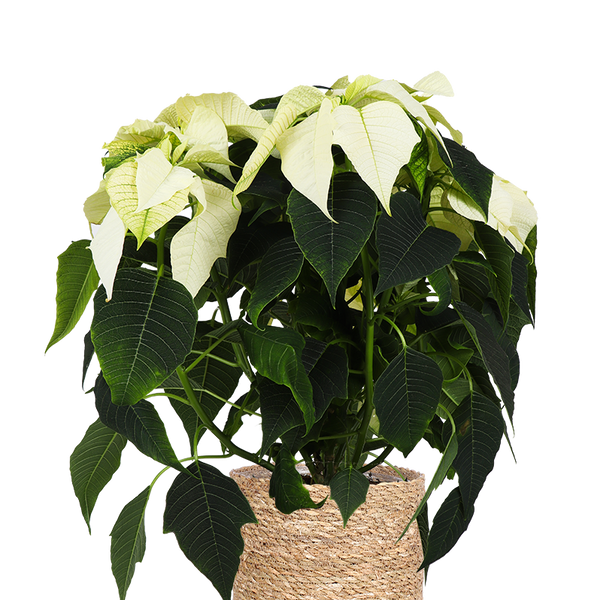 Euphorbia pulcherrima alaska (weiß) (Weihnachtsstern) kaufen? | Stella