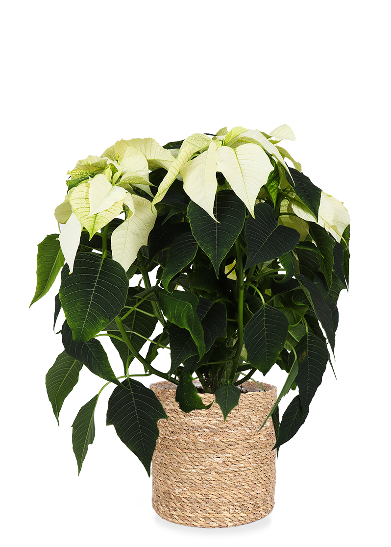Euphorbia pulcherrima alaska (weiß) (Weihnachtsstern) kaufen? | Stella
