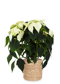 Euphorbia pulcherrima alaska (weiß) (Weihnachtsstern)