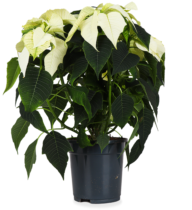 Euphorbia pulcherrima alaska (weiß) (Weihnachtsstern)