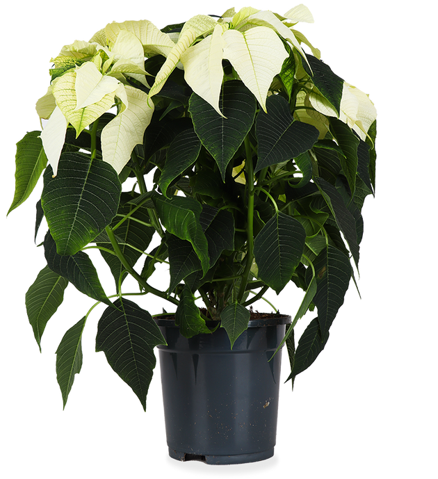 Euphorbia pulcherrima alaska (weiß) (Weihnachtsstern) kaufen? | Stella