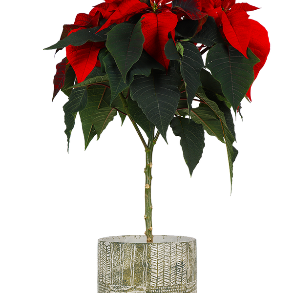 weihnachtsstern stamm Euphorbia pulcherrima christmas feelings (auf Stamm) (rot) (Weihnachtsstern)  kaufen? | Stella