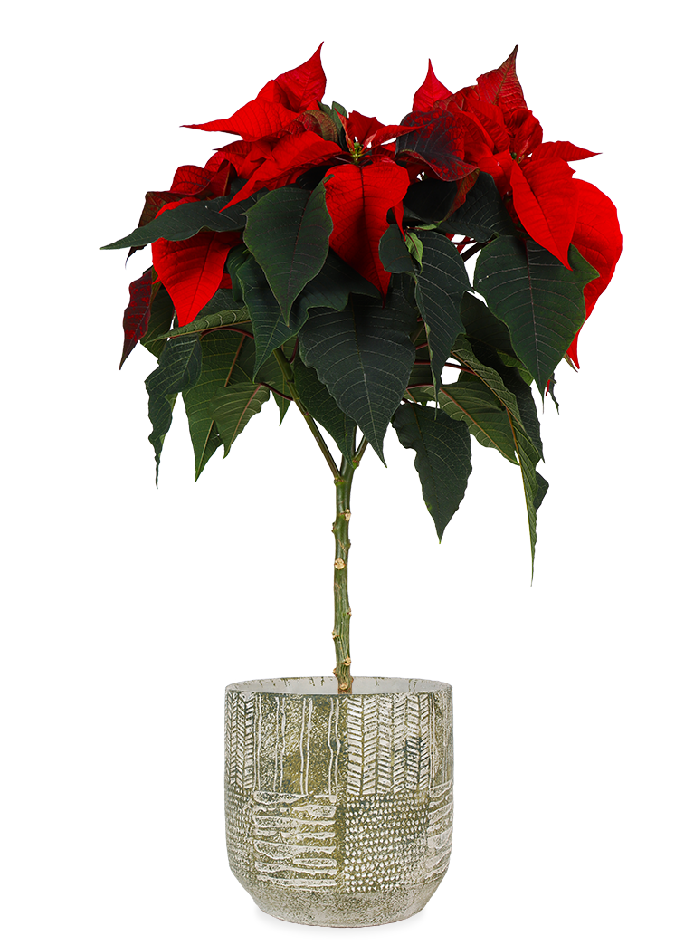 Euphorbia pulcherrima christmas feelings (auf Stamm) (rot) (Weihnachtsstern)  kaufen? | Stella