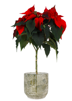 Euphorbia pulcherrima christmas feelings (auf Stamm) (rot) (Weihnachtsstern)