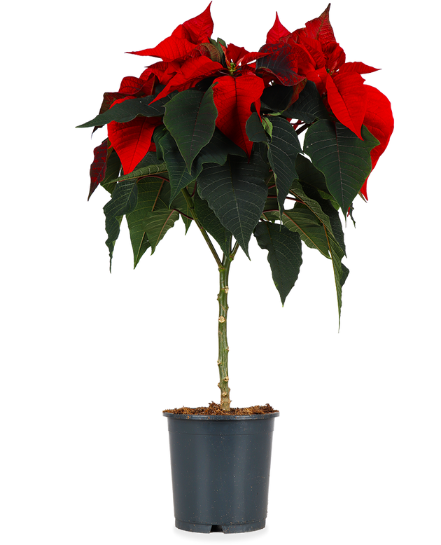 Euphorbia pulcherrima christmas feelings (auf Stamm) (rot) (Weihnachtsstern)  kaufen? | Stella