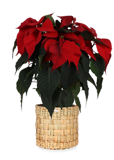 Euphorbia pulcherrima christmas feelings (rot) (Weihnachtsstern)