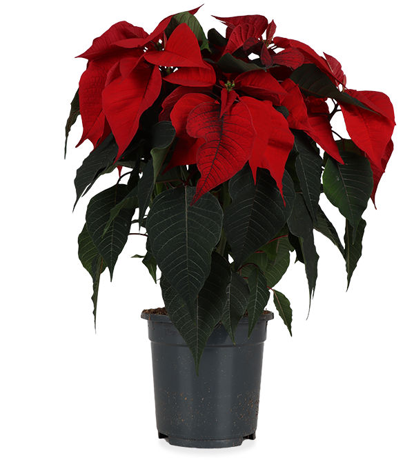Euphorbia pulcherrima christmas feelings (rot) (Weihnachtsstern)