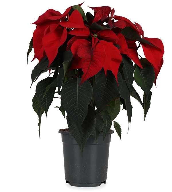 Euphorbia pulcherrima christmas feelings (rot) (Weihnachtsstern) kaufen? |  Stella