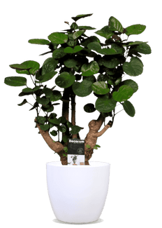 Polyscias fabian (Fiederaralie) (M)