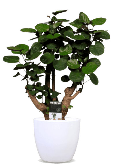 Polyscias fabian (Fiederaralie) (M)
