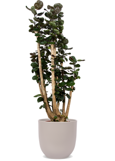 Polyscias fabian (Fiederaralie) (XL)