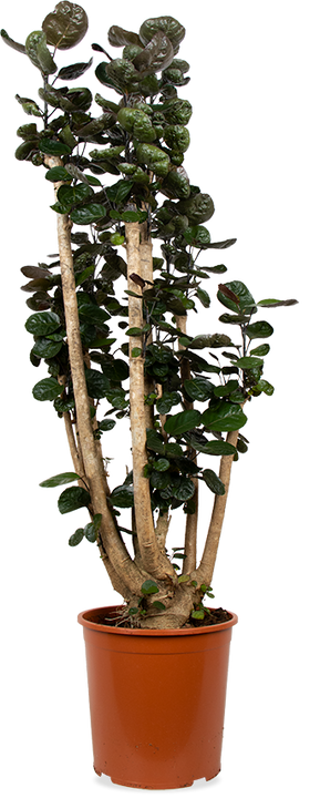 Polyscias fabian (Fiederaralie) (XL)