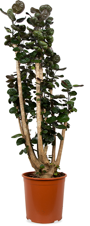Polyscias Fabian (Fiederaralie) (XL) (150cm) kaufen