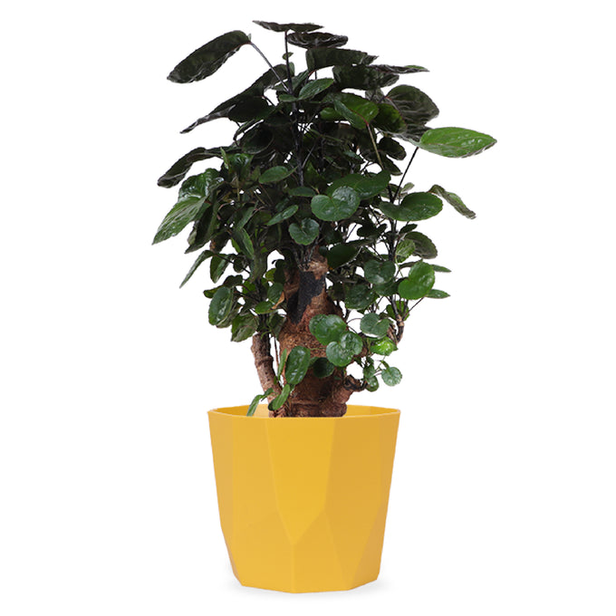 Polyscias fabian bonsai (Fiederaralie) (S)