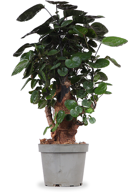 Polyscias fabian bonsai (Fiederaralie) (S)