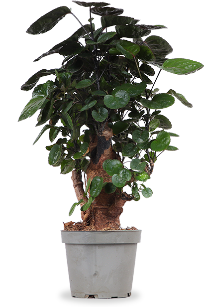 Polyscias Fabian (Fiederaralie) (M) kaufen