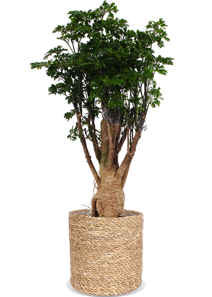 bonsai center frankfurt Polyscias parsley bonsai (Fiederaralie) kaufen