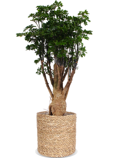 Polyscias parsley bonsai (Fiederaralie) (M)