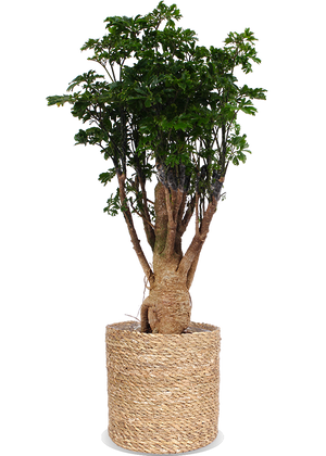 Polyscias parsley bonsai (Fiederaralie) kaufen
