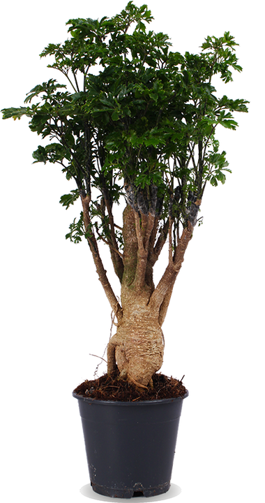 Polyscias parsley bonsai (Fiederaralie) (M)