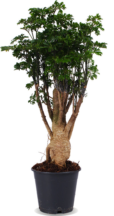 bonsai ähnliche pflanzen Polyscias parsley bonsai (Fiederaralie) kaufen