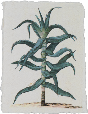 Pflanzenkarte mit Kaktusprint (Aloë)