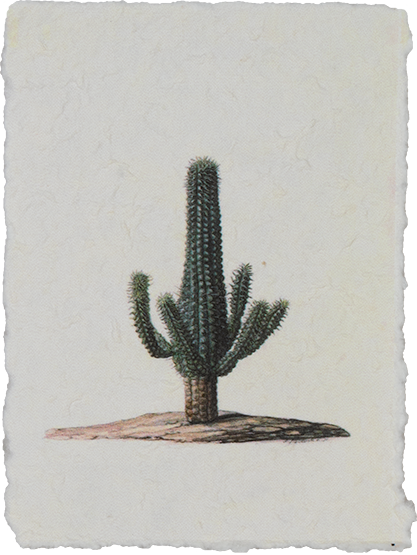 Pflanzenkarte mit Kaktusprint (Erytrea)