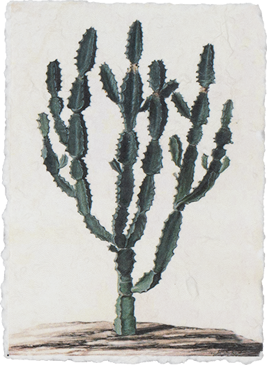 Pflanzenkarte mit Kaktusprint (Triangularis)