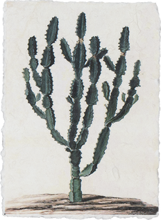 Pflanzenkarte mit Kaktusprint (Triangularis)