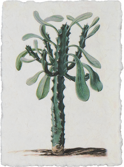 Pflanzenkarte mit Kaktusprint (Trichona)