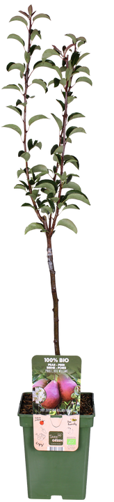 Birnbaum (Pyrus communis rote williams)