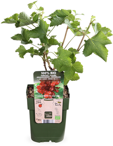 Johannisbeere (Ribes ribest)