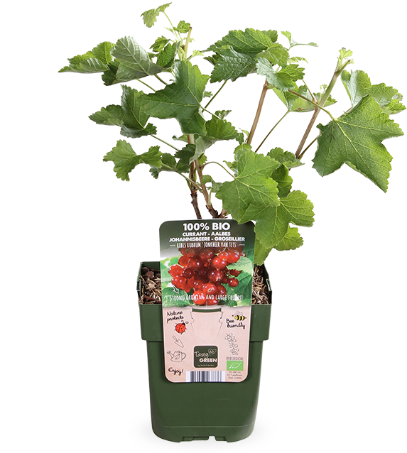 Johannisbeere (Ribes ribest)