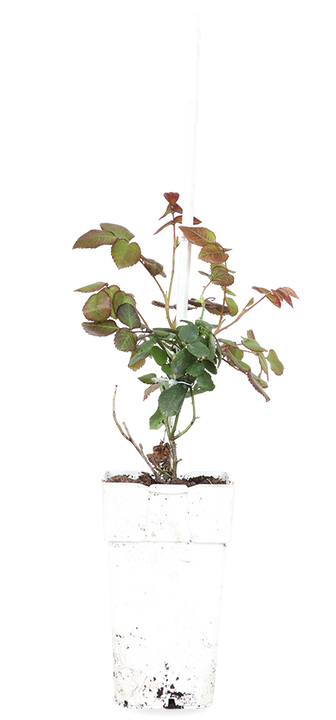 Rosa "crazy in love" (Kletterrose) (M)