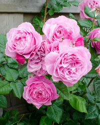 inspiratie-1