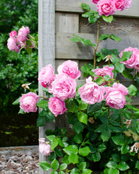inspiratie-2