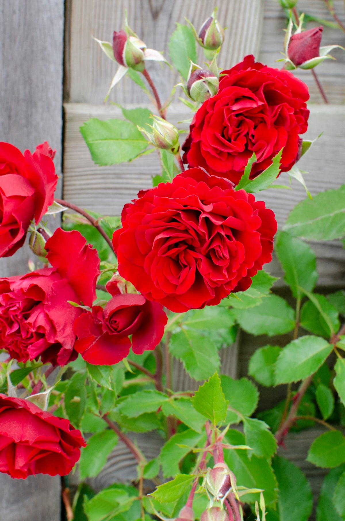 Rosa "crazy in love" (Kletterrose) (M) inspiratie 1