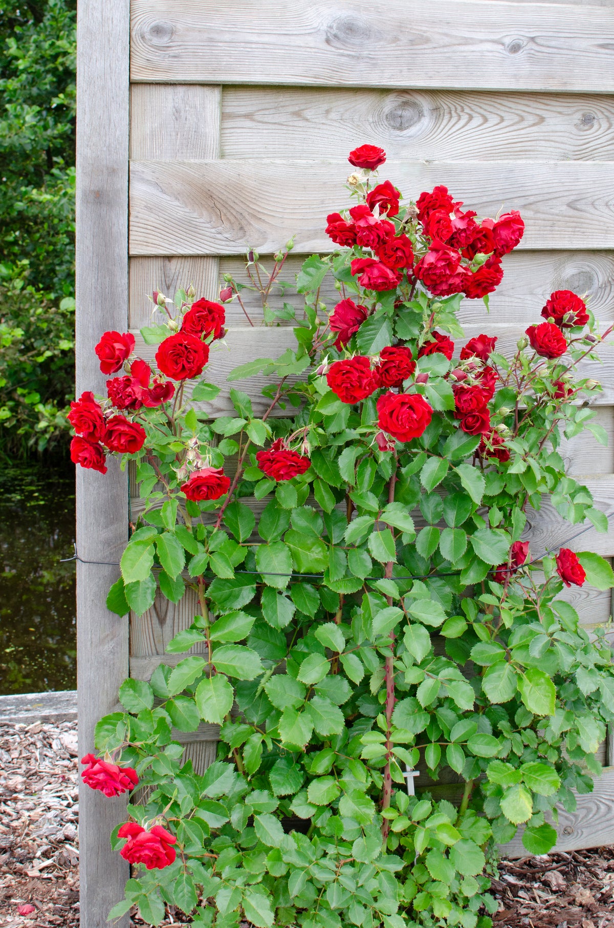 Rosa "crazy in love" (Kletterrose) (M) inspiratie 2