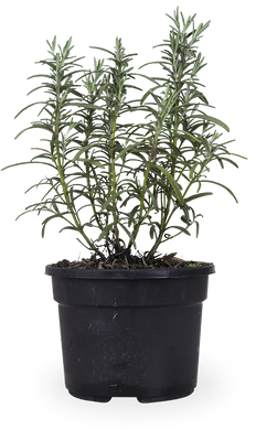 Rosmarin (Rosmarinus officinalis)