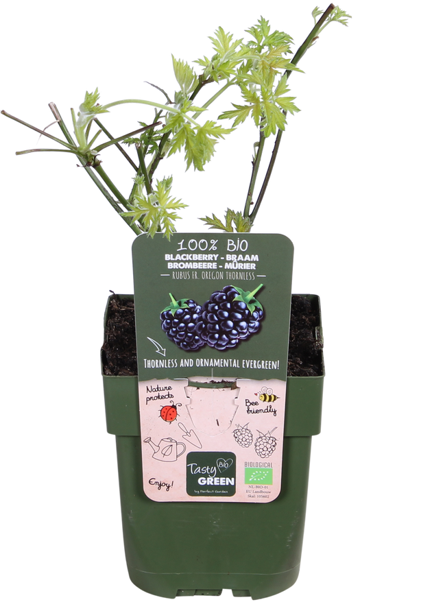 Brombeere ohne Dornen (Rubus fruticosus)