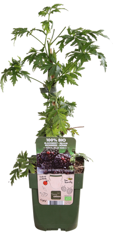 Brombeere ohne Dornen (Rubus fruticosus)