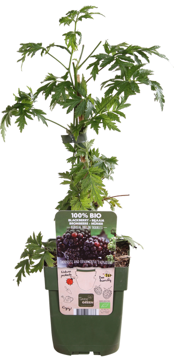 Brombeere ohne Dornen (Rubus fruticosus)