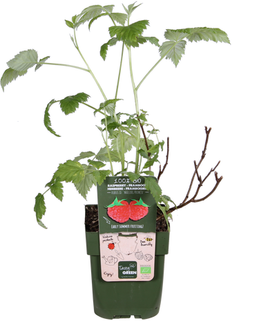 Himbeere (Rubus ideaus) (S)