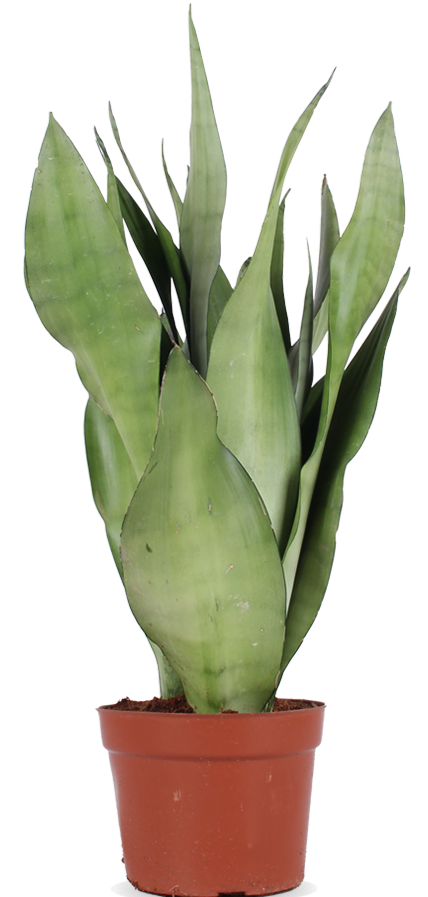 Sansevieria Moonshine (Bogenhanf) (M) kaufen? | Remus