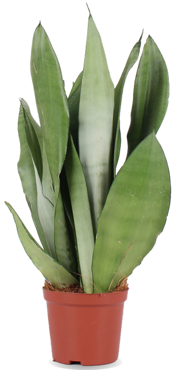 Sansevieria moonshine (Bogenhanf) (M)
