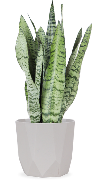 Sansevieria Zeylanica (Bogenhanf) (S) kaufen? | Frank